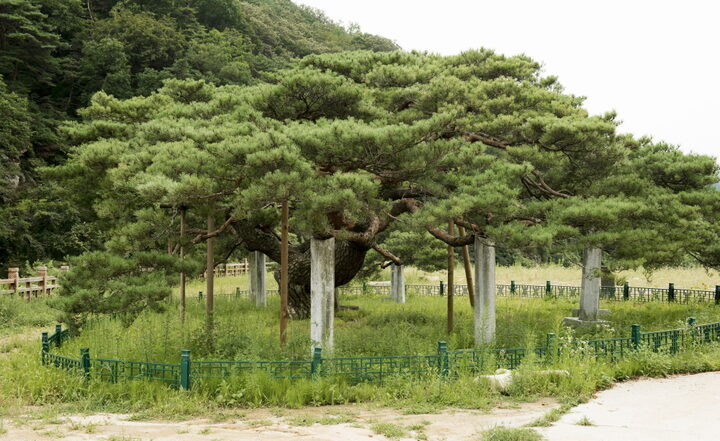 문경 대하리 소나무_전경 (촬영년도 : 2015년)