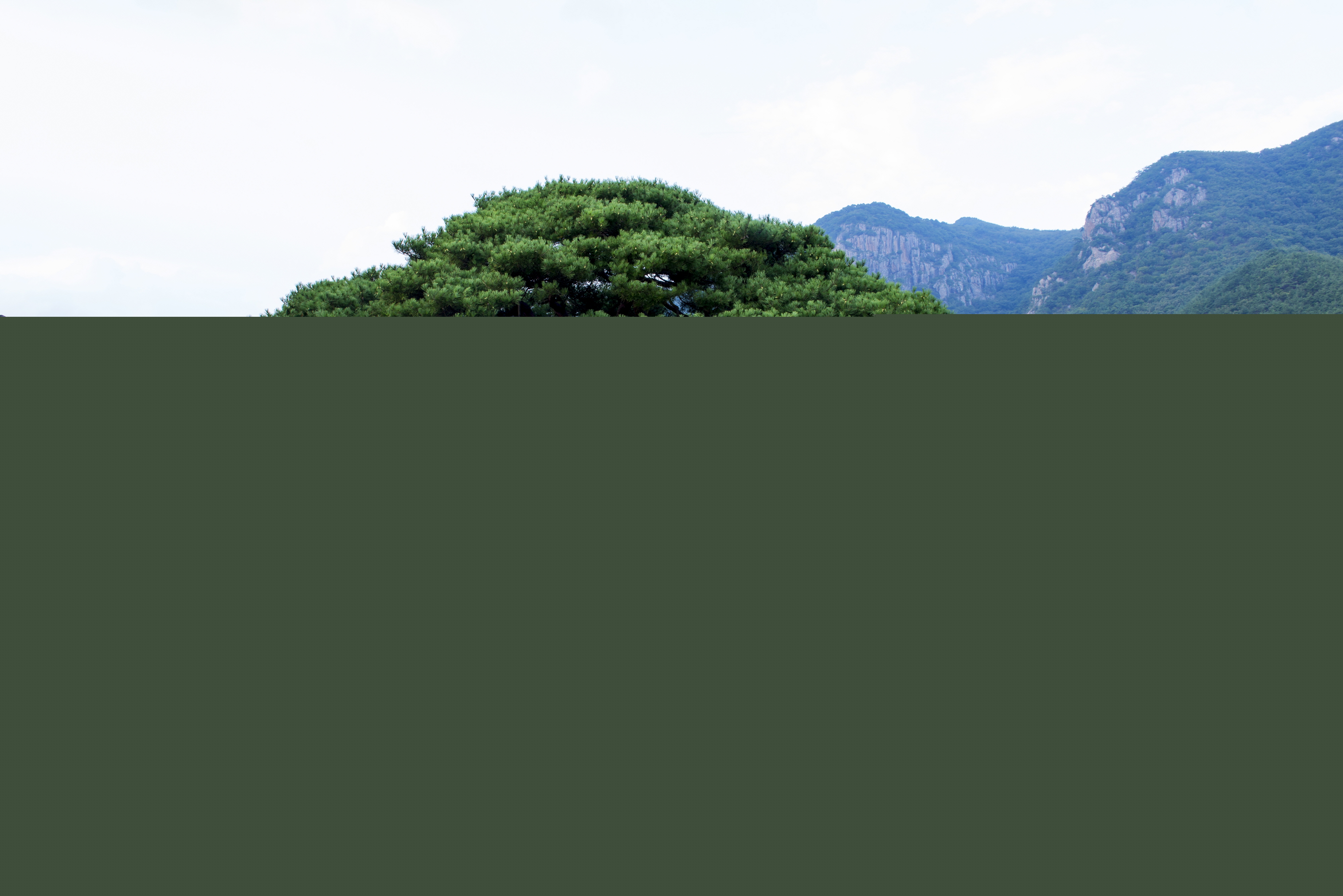 청도 운문사 처진소나무_2 (촬영년도 : 2015년)