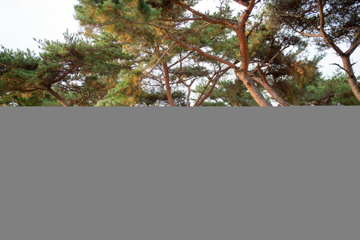 포항 북송리 북천수_전경1 (촬영년도 : 2015년)