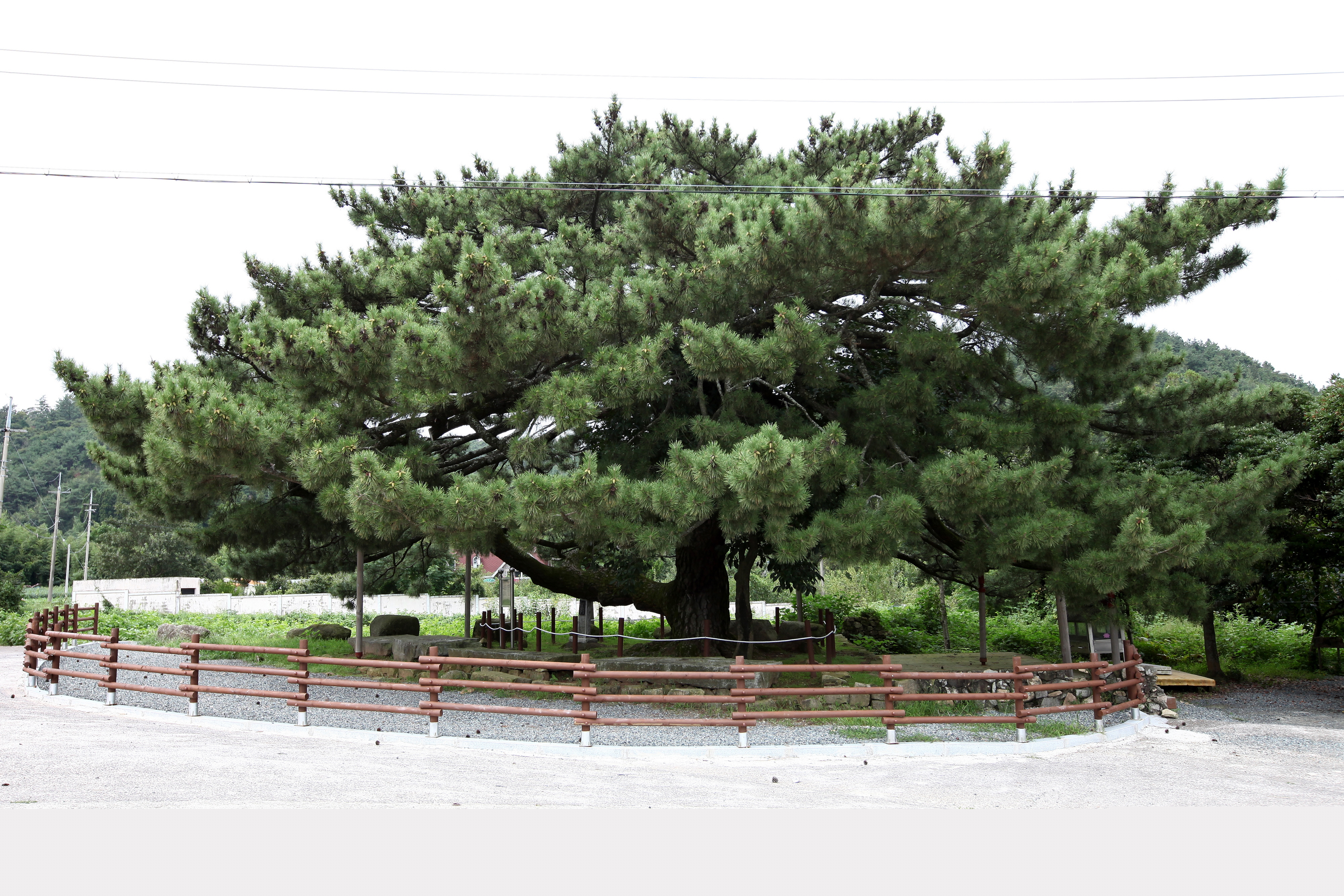 장흥 옥당리 효자송_전경 (촬영년도 : 2015년)