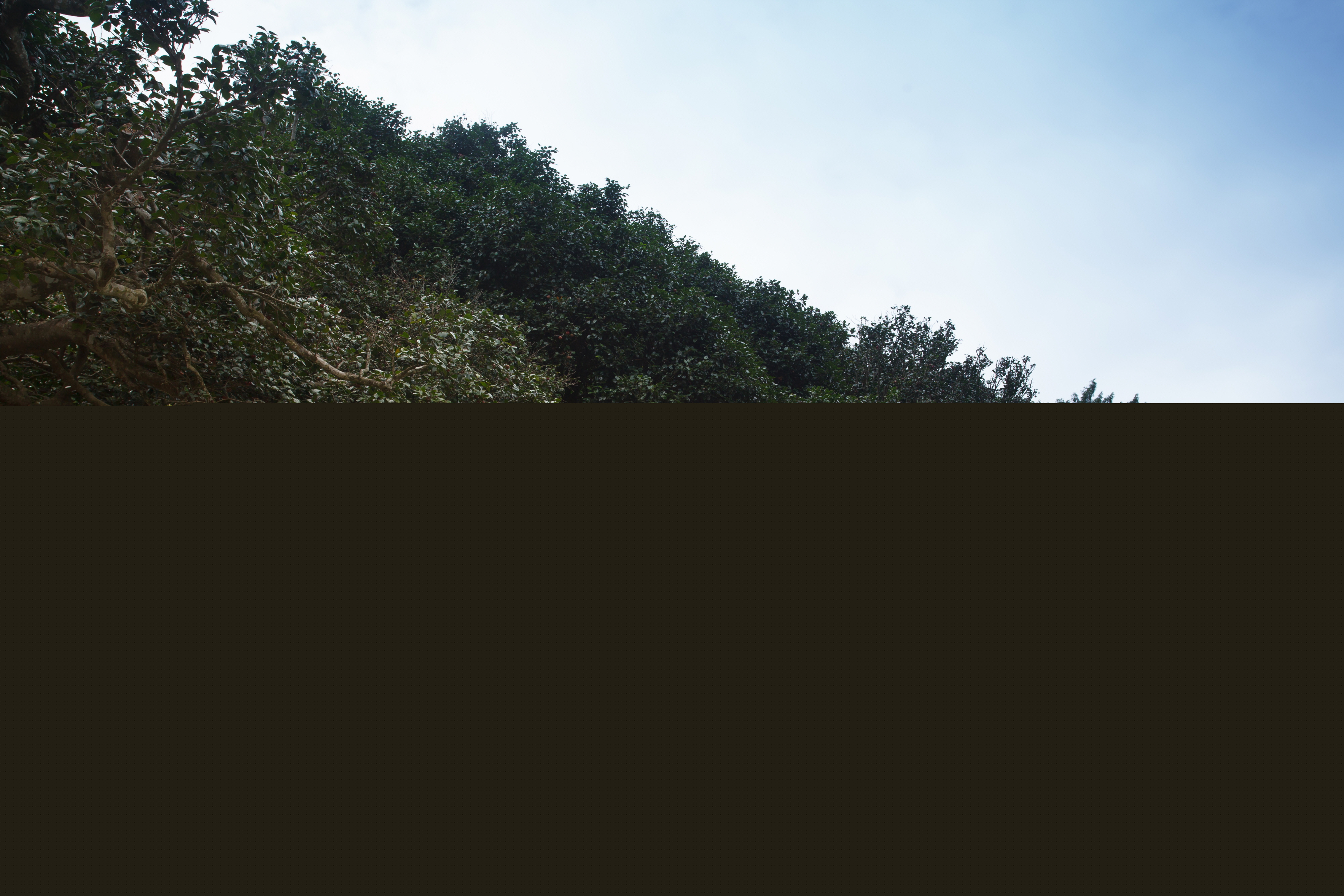 고창 선운사 동백나무 숲_전경3 (촬영년도 : 2015년)