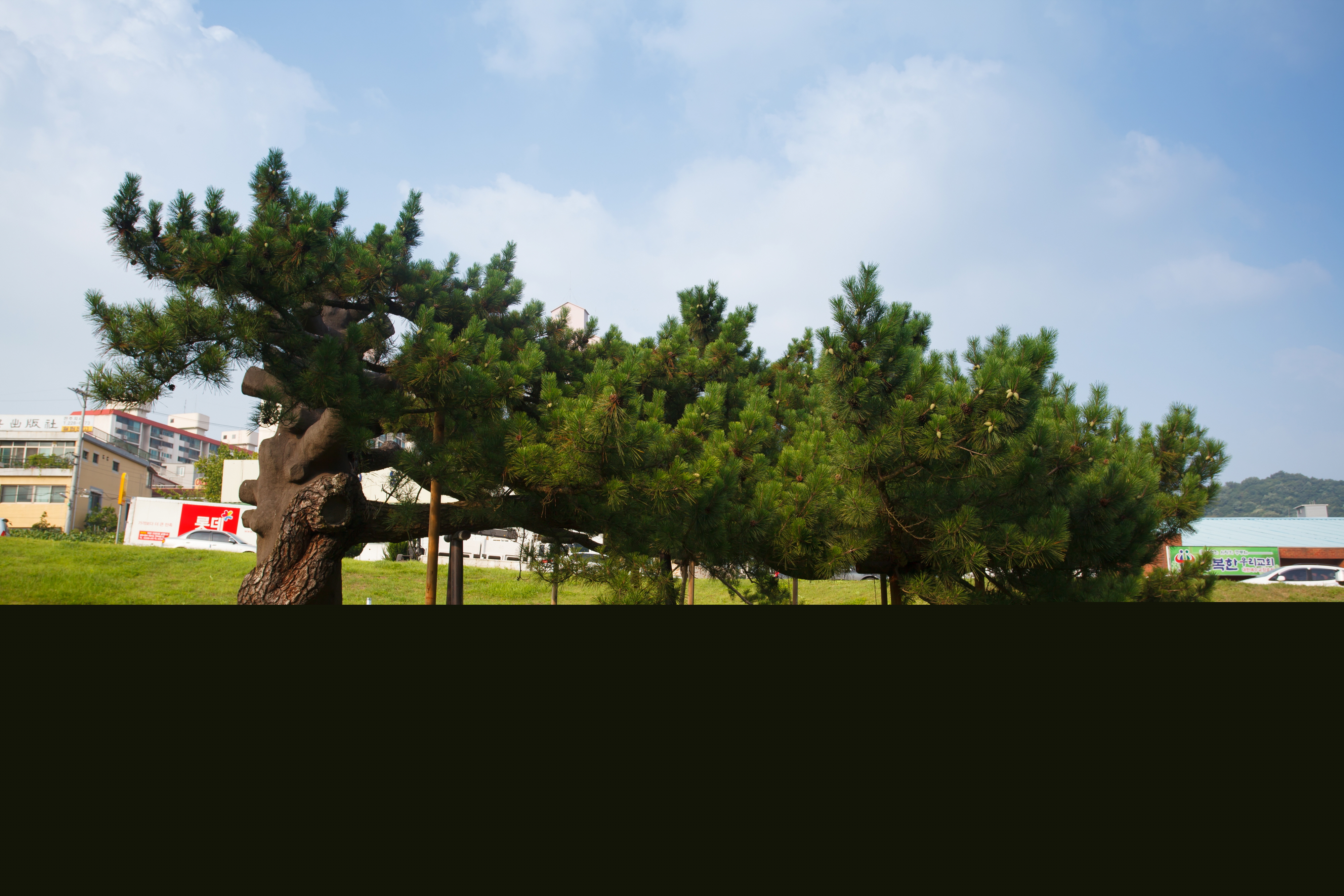전주 삼천동 곰솔_나무가지 지지대 보수부분 (촬영년도 : 2015년)