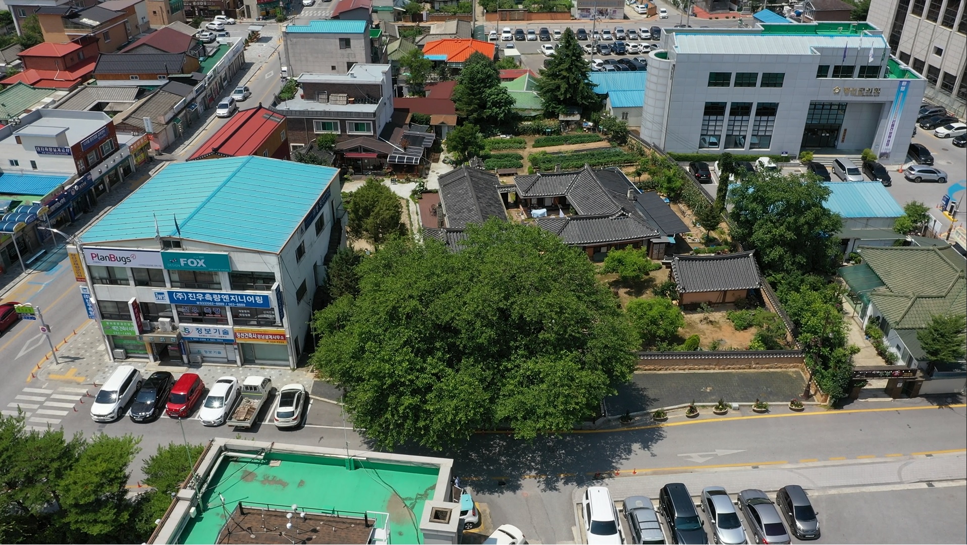 정선 봉양리 뽕나무 항공사진