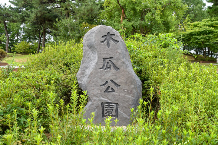 청주 연제리 모과나무