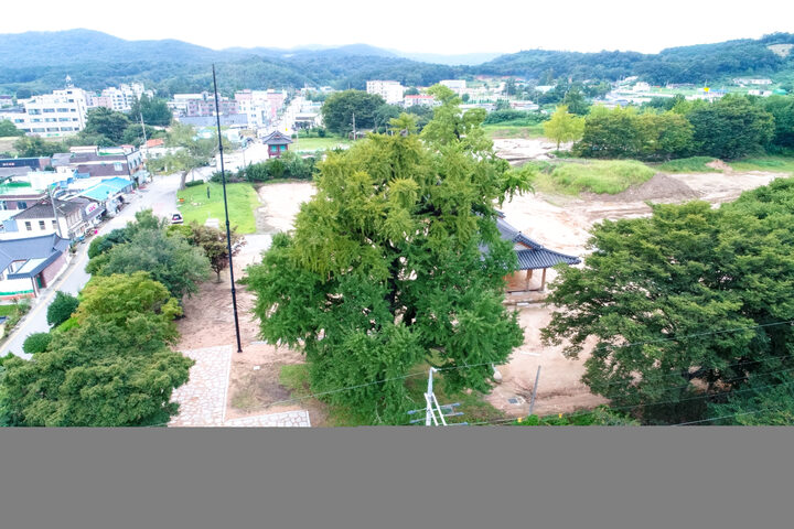 당진 면천 은행나무