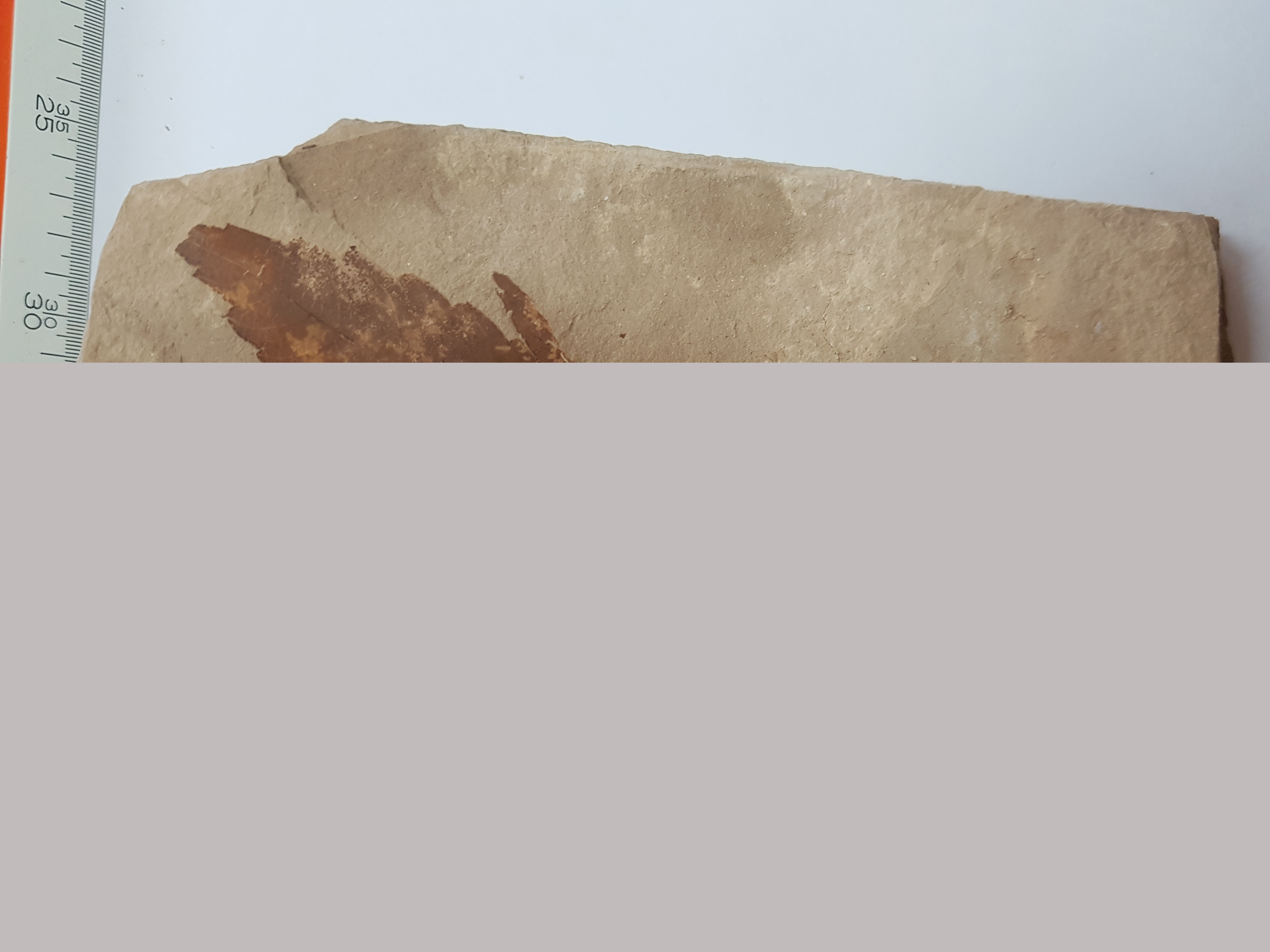 식물화석(느티나무)