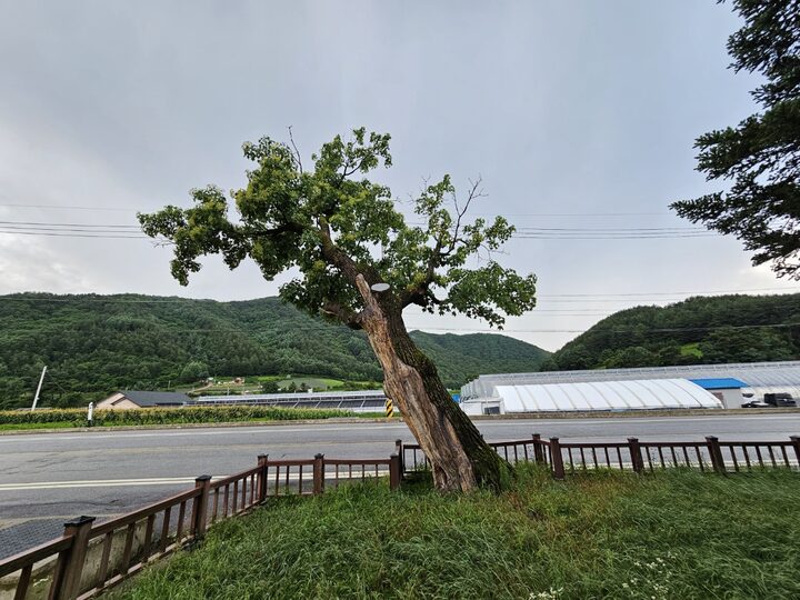삼척 갈전리 당숲(2024년)