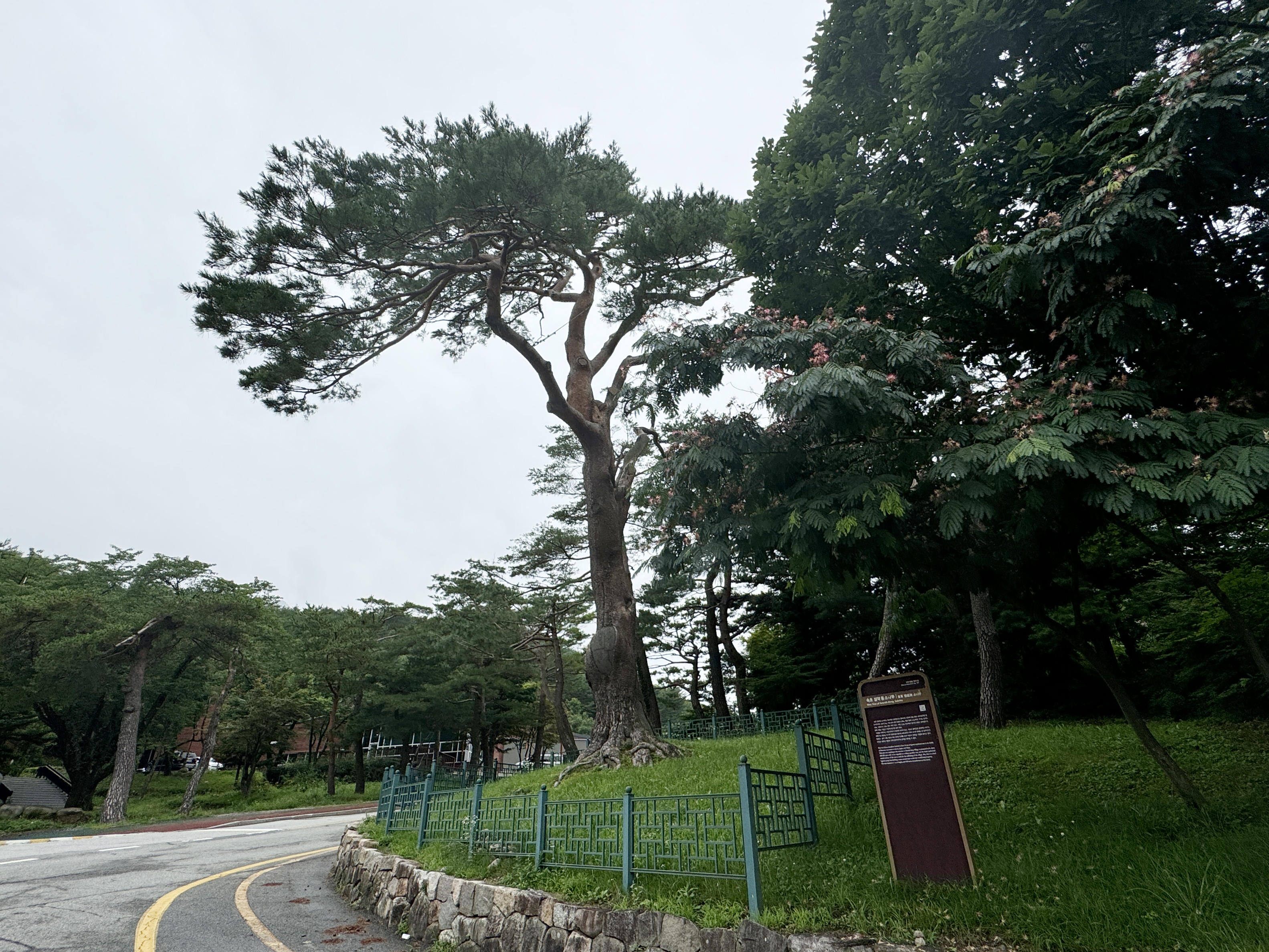 속초 설악동 소나무(2024년)