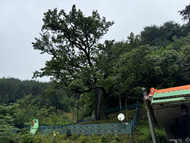 울진 쌍전리 산돌배나무(2024년)
