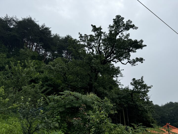 울진 쌍전리 산돌배나무(2024년)