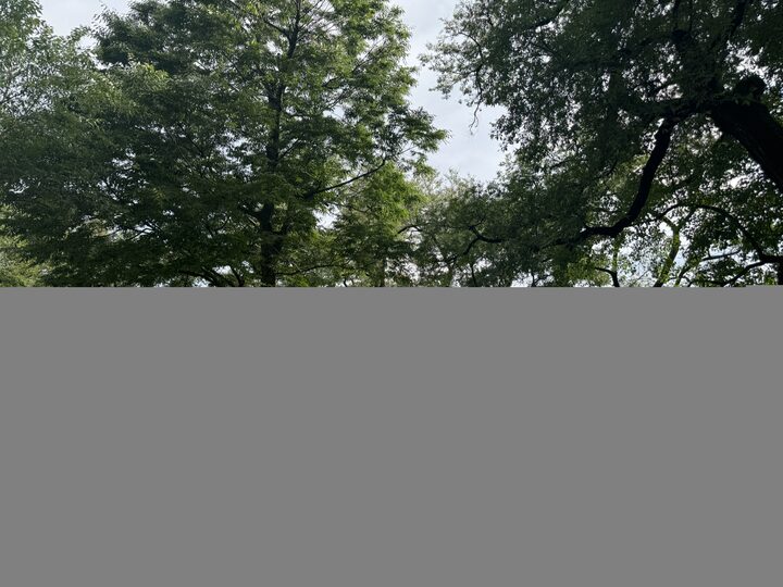 영양 주사골 시무나무와 비술나무 숲(2025년)
