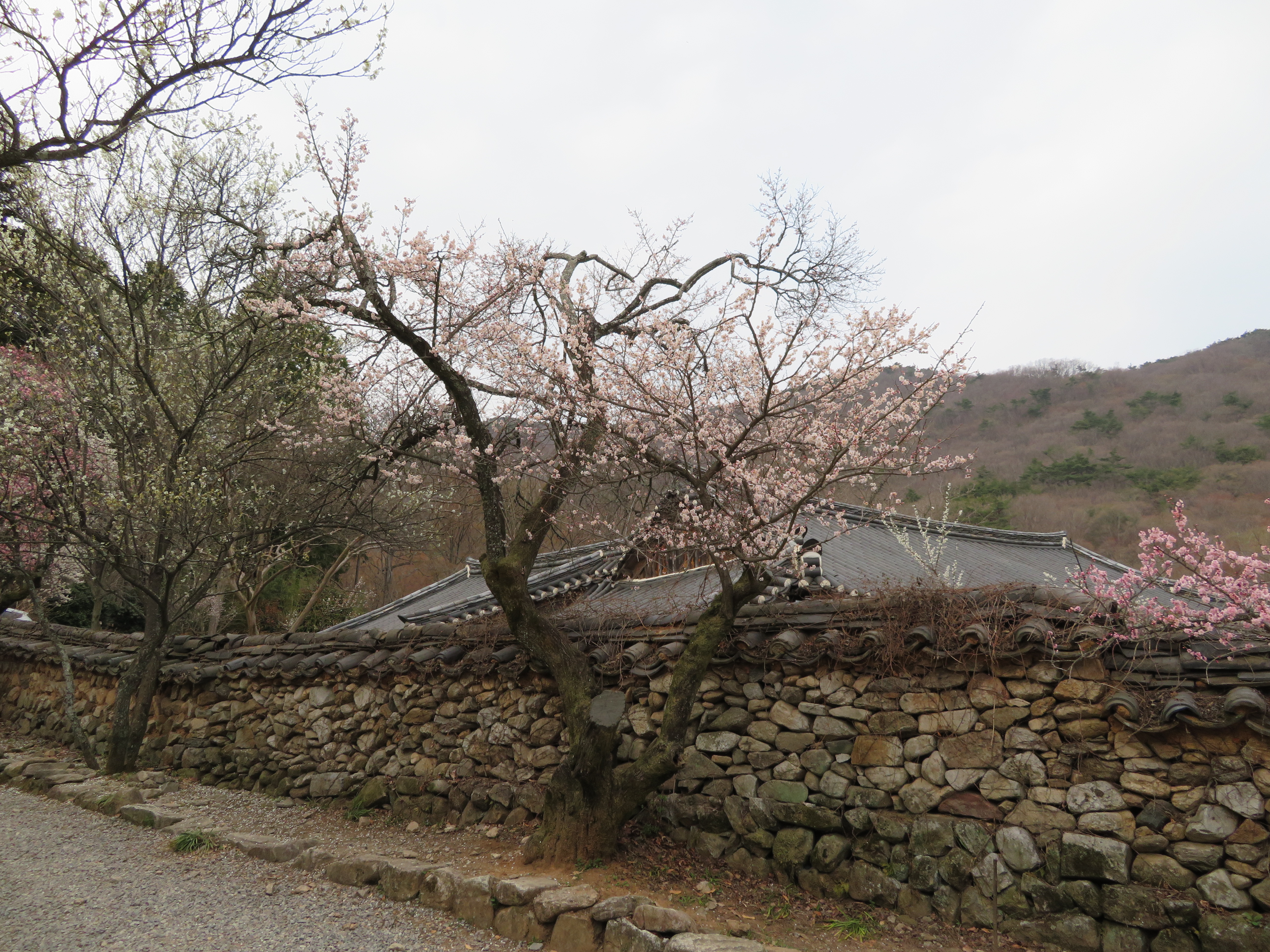 순천 선암사 선암매(2018년)