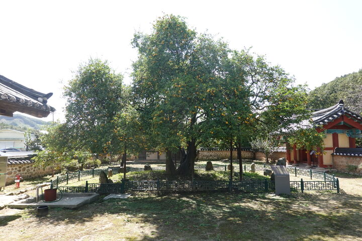 문경 장수황씨 종택 탱자나무(2023년)