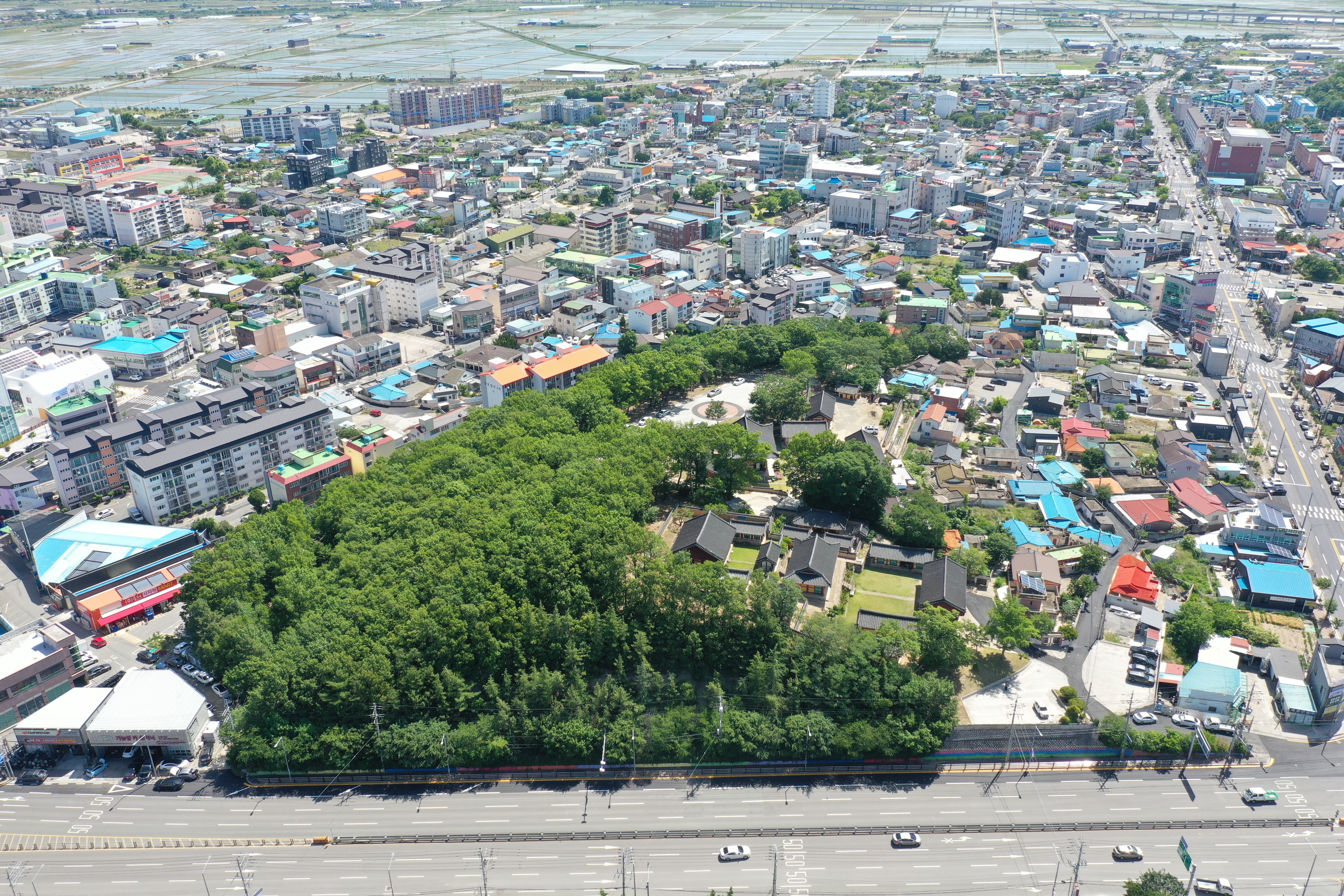 포항 흥해향교 이팝나무군락(2025년)