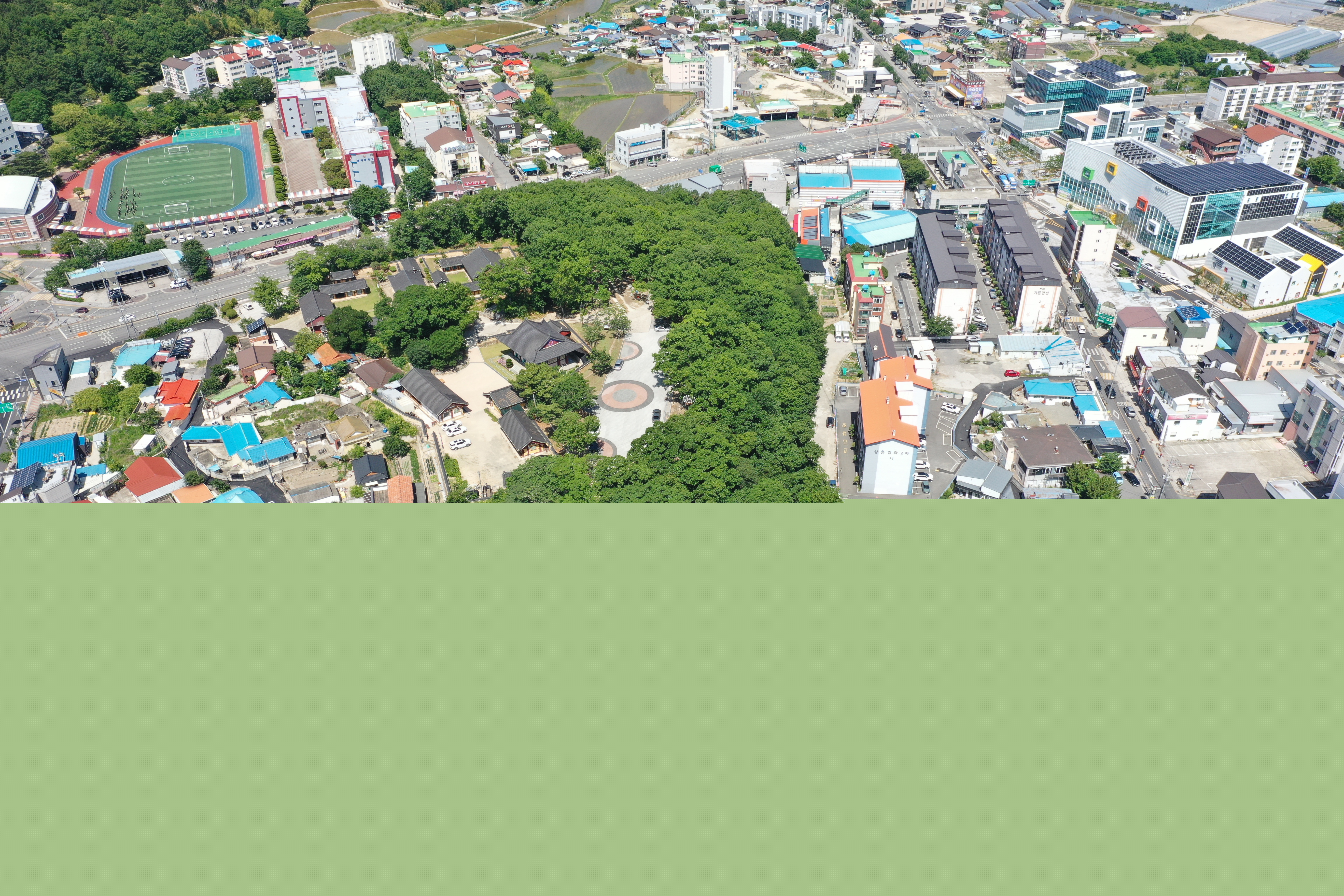 포항 흥해향교 이팝나무군락(2025년)