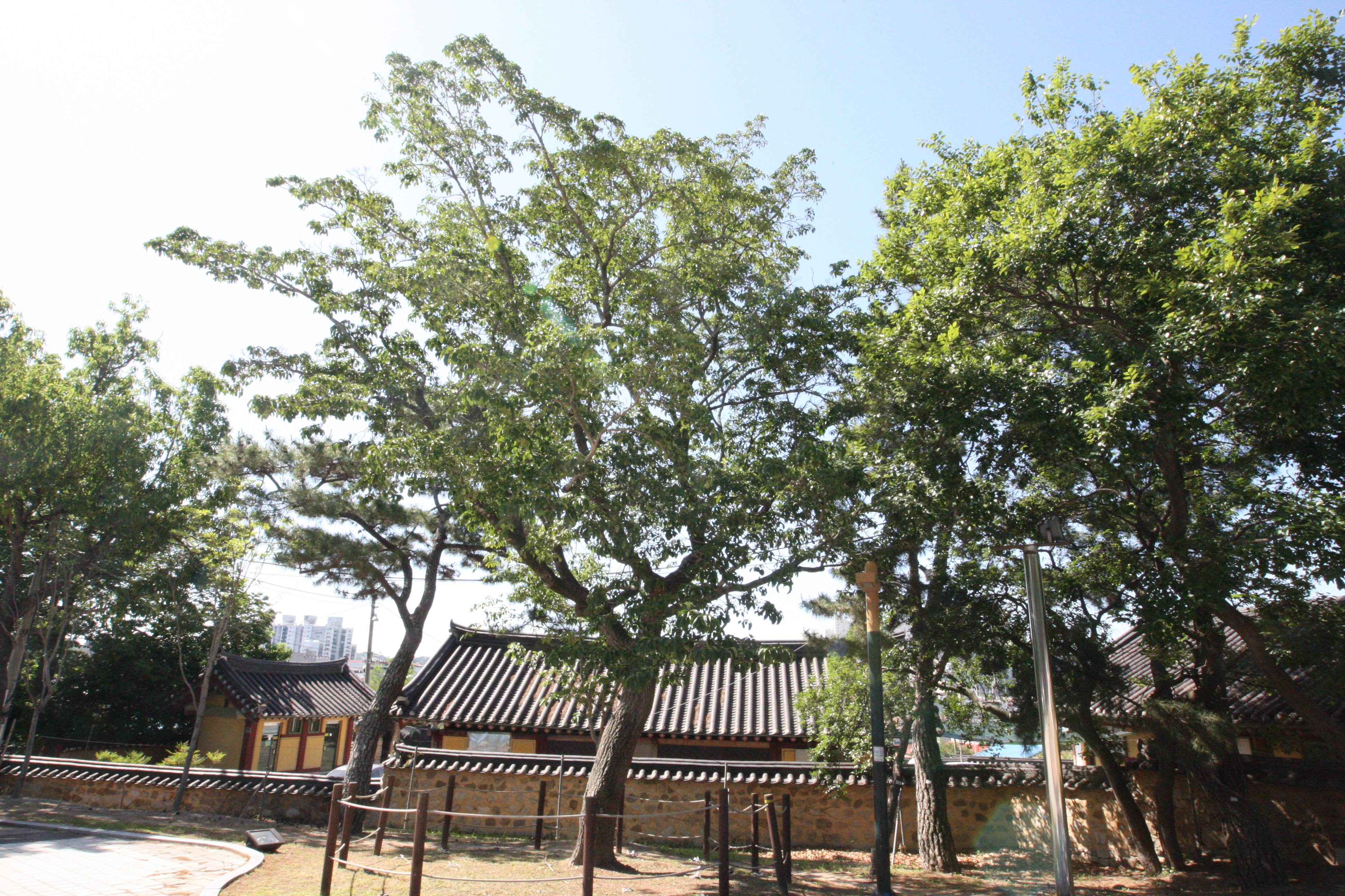 포항 흥해향교 이팝나무군락(2025년)