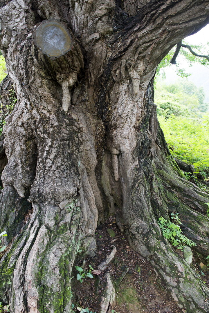밑둥1