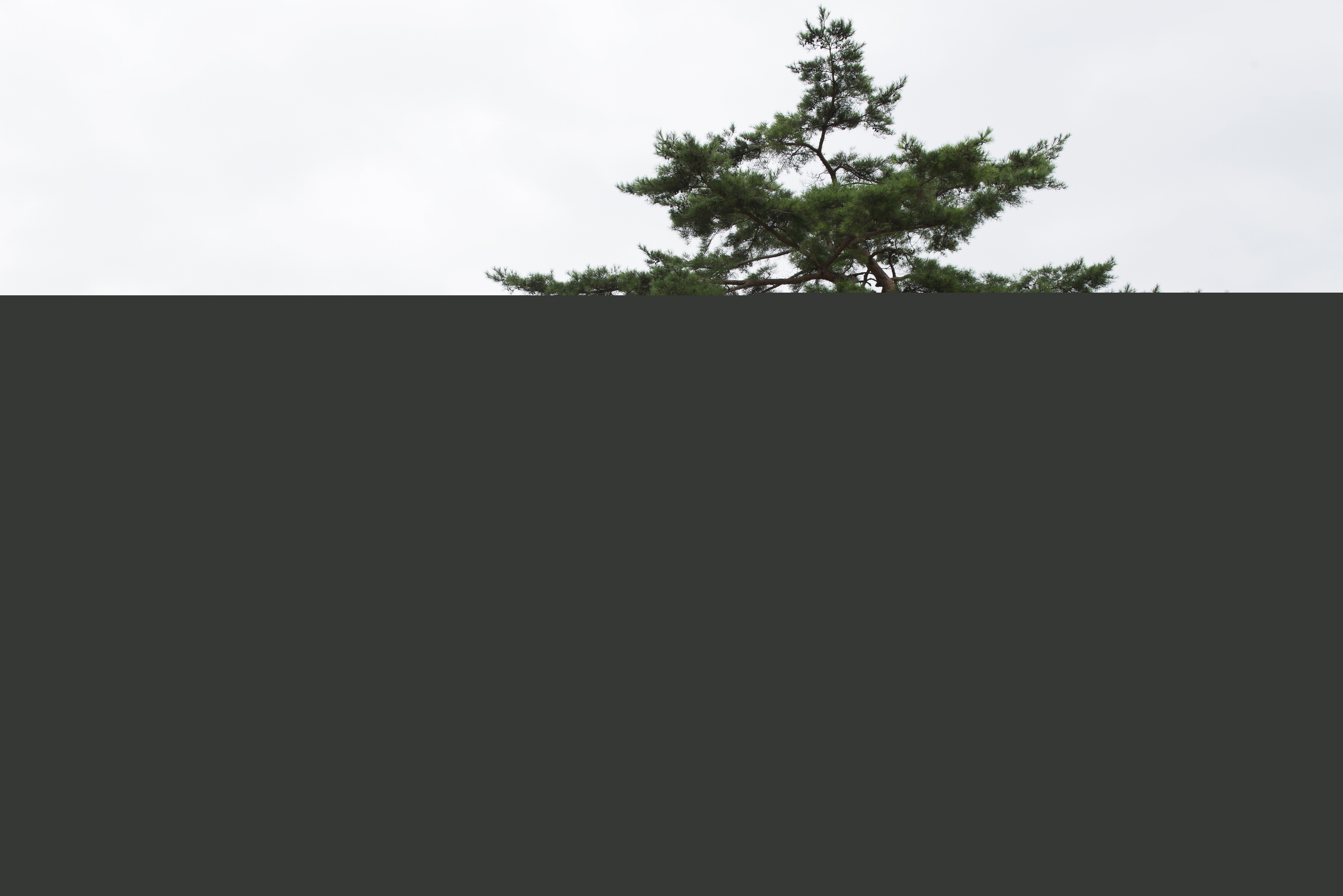 김천 유성리 소나무_7 (촬영년도 : 2015년)