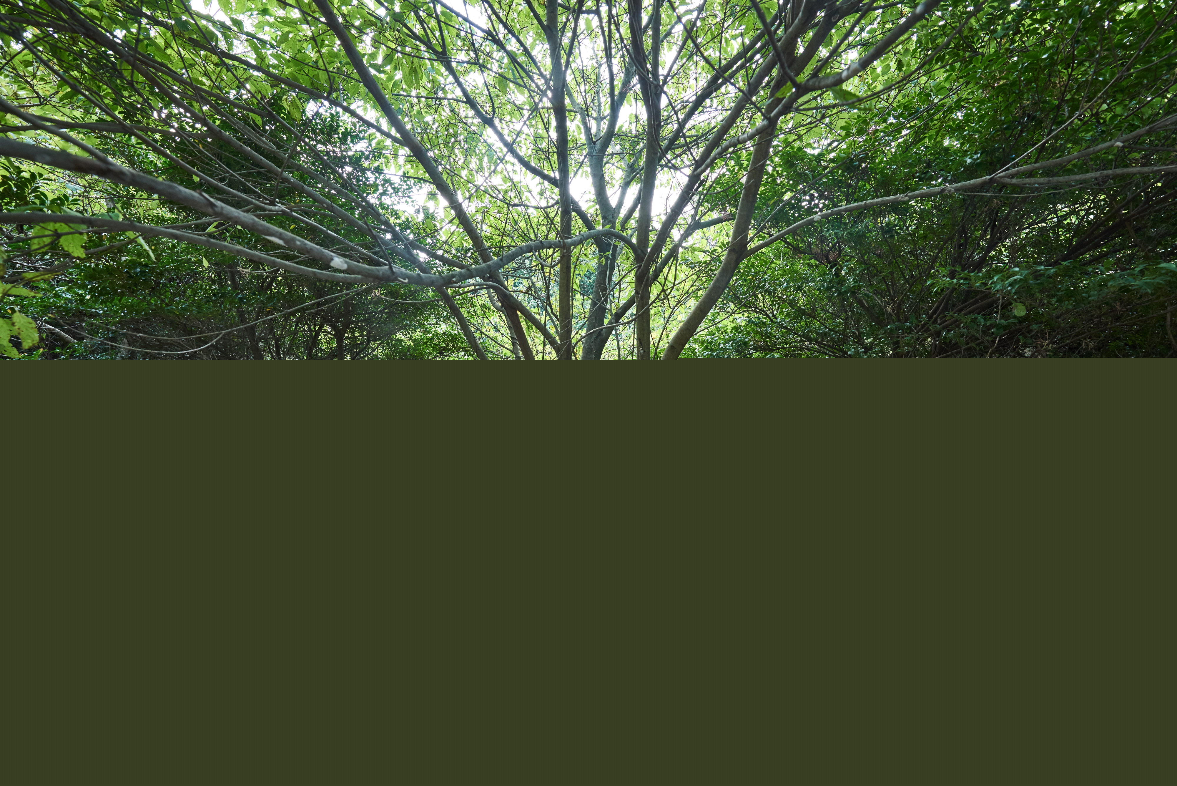 선흘리백서향및변산일엽군락