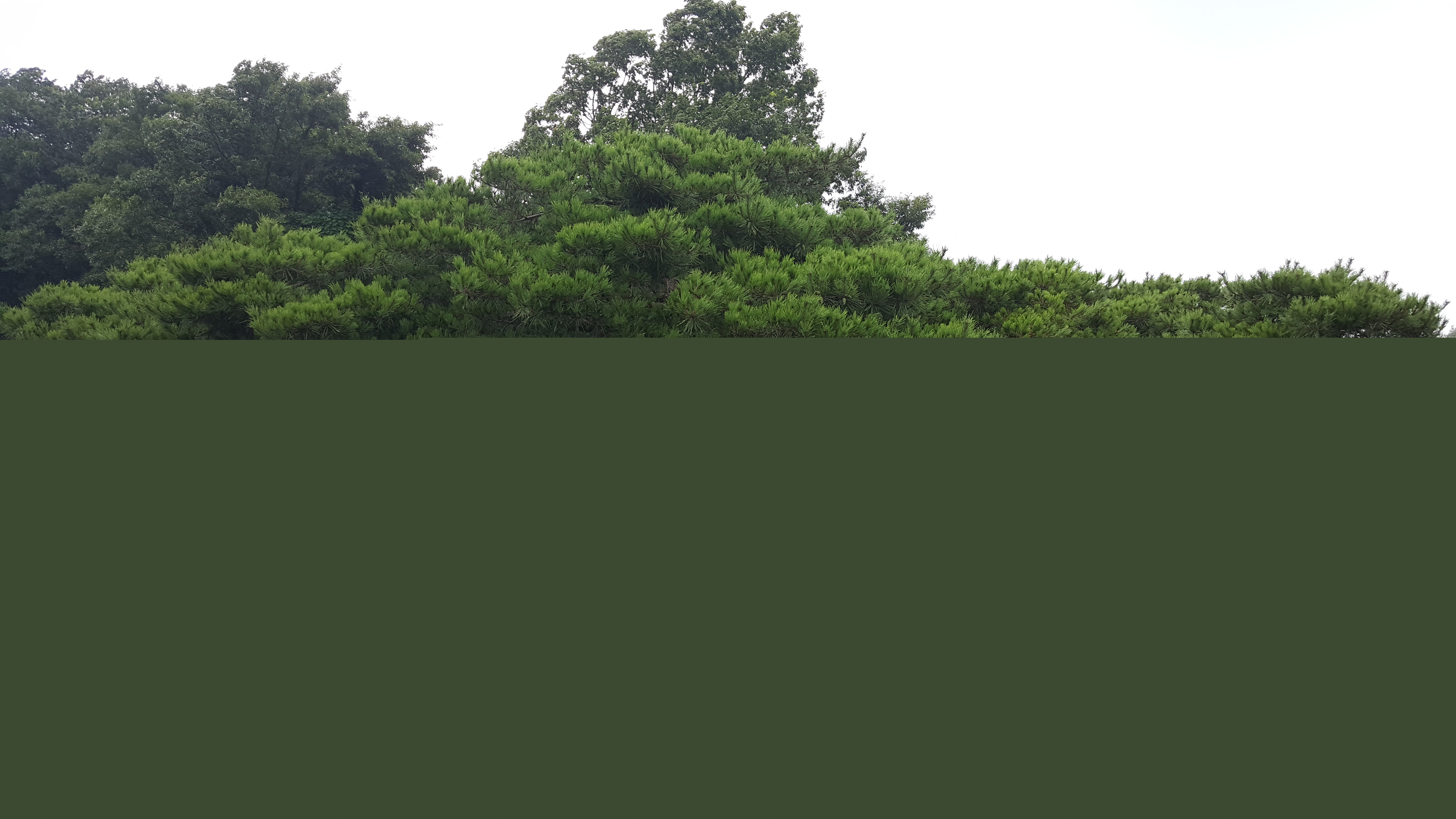 보령 산수동 소나무