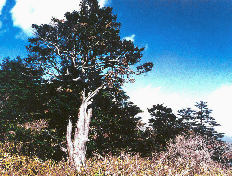 구천동주목군총