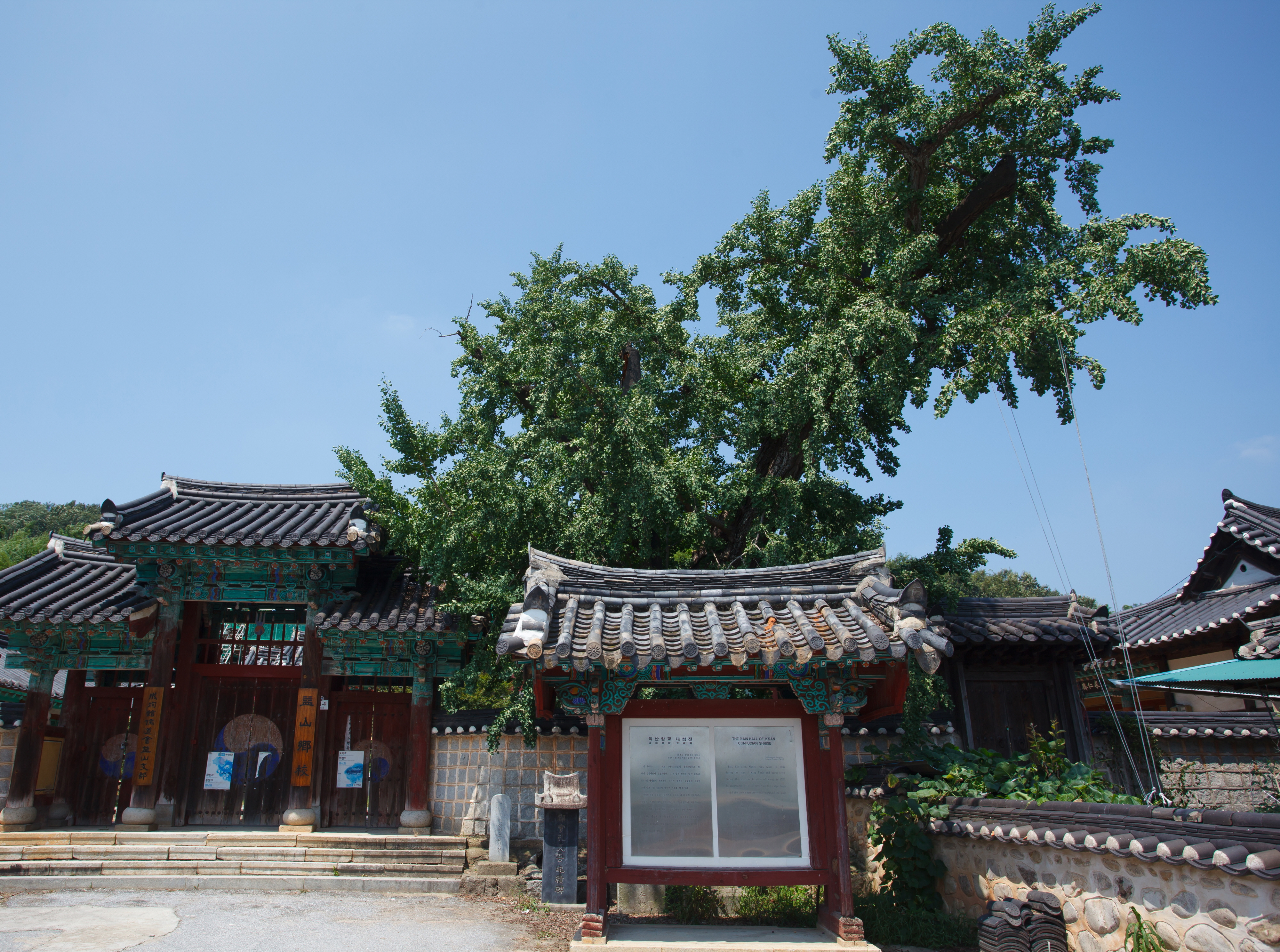 익산향교의은행나무_정면 (촬영년도 : 2015년)