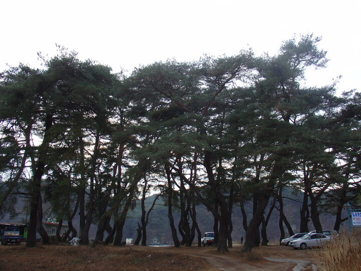 개호송 숲 내부