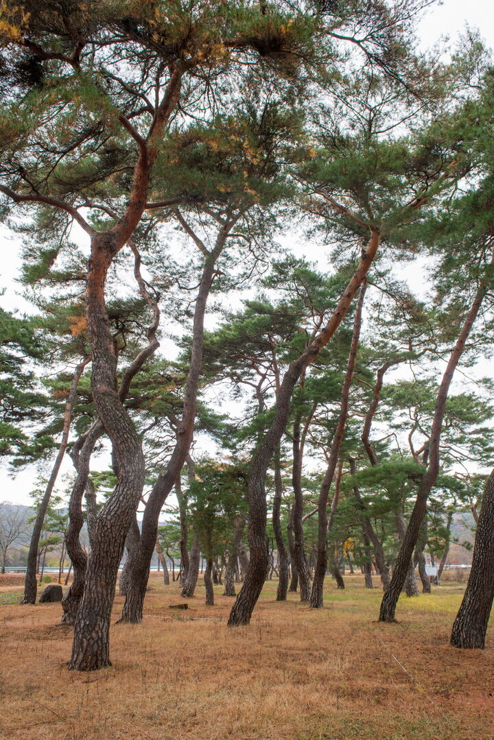 안동 백운정 및 개호송 숲 일원_전경2 (촬영년도 : 2015년)