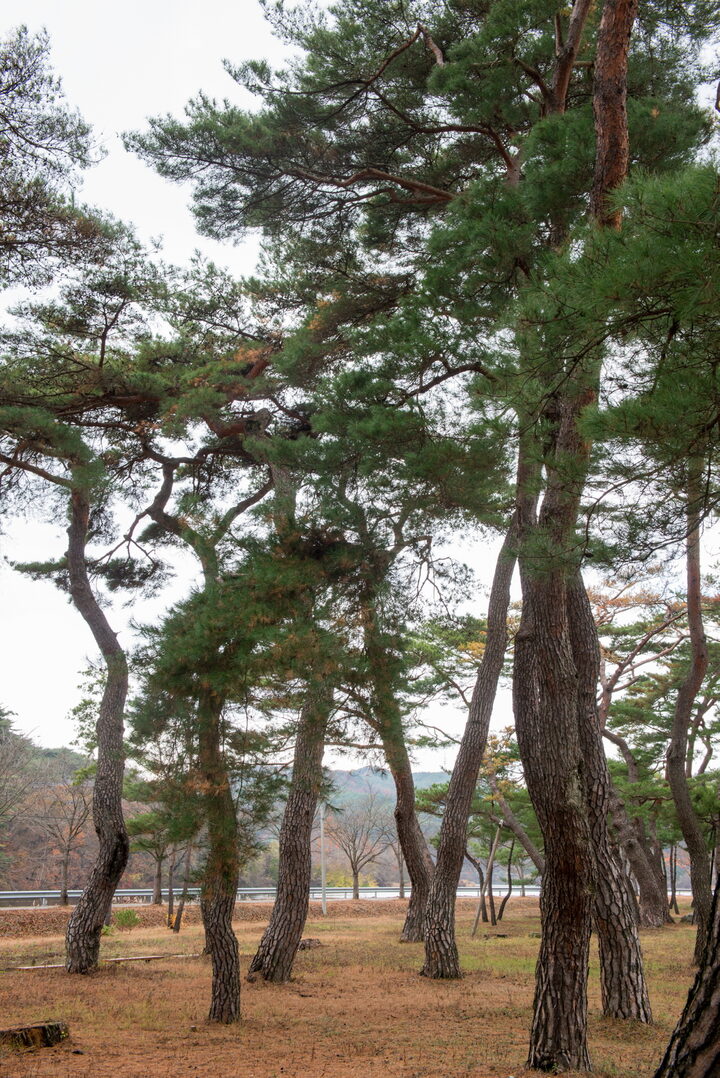 안동 백운정 및 개호송 숲 일원_전경4 (촬영년도 : 2015년)