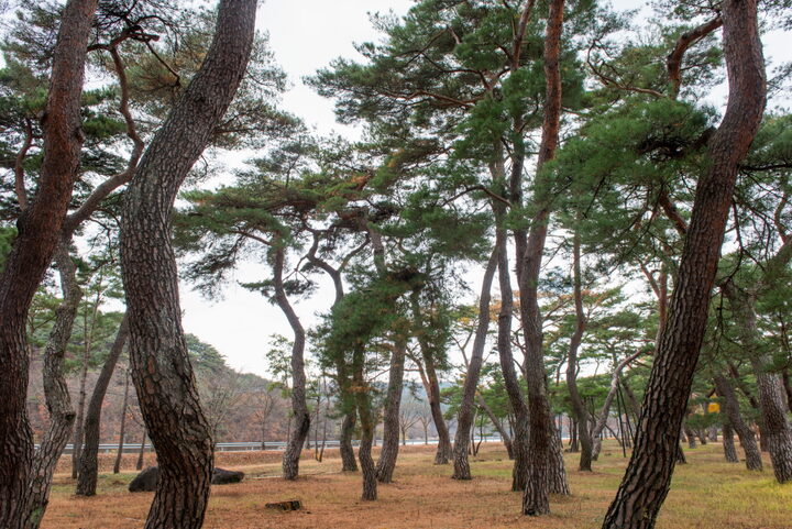 안동 백운정 및 개호송 숲 일원_전경5 (촬영년도 : 2015년)